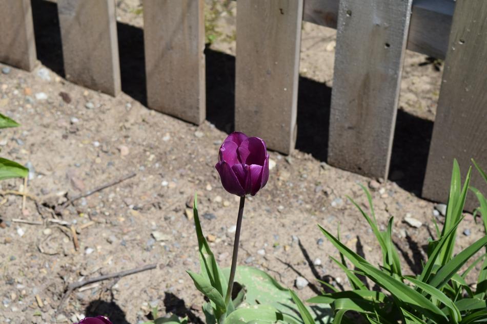 Tulip Flower