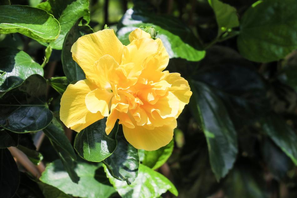 Nature Plant Flower