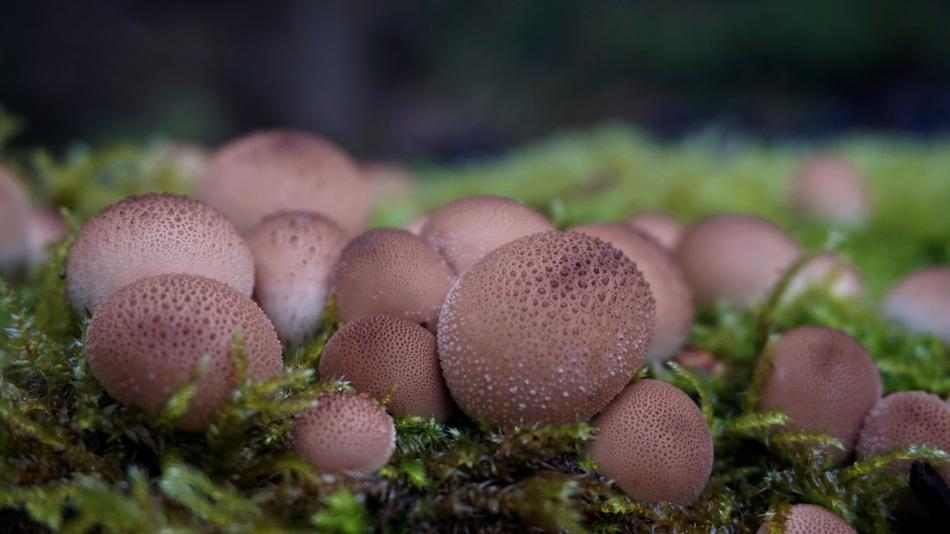 Mushroom Nature Moss Close up