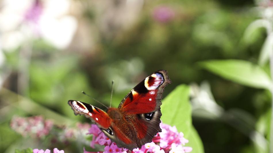 Butterfly Nature Insect