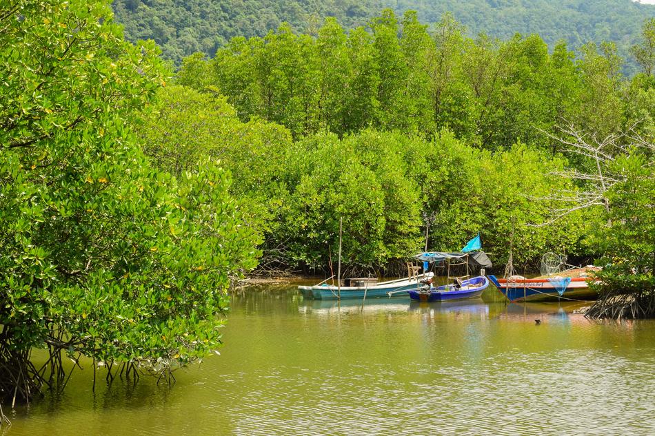 Nature Mangrove Forest