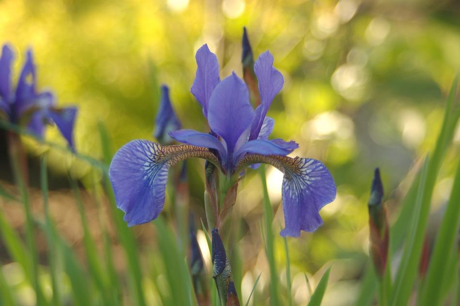 Nature Flower Plant
