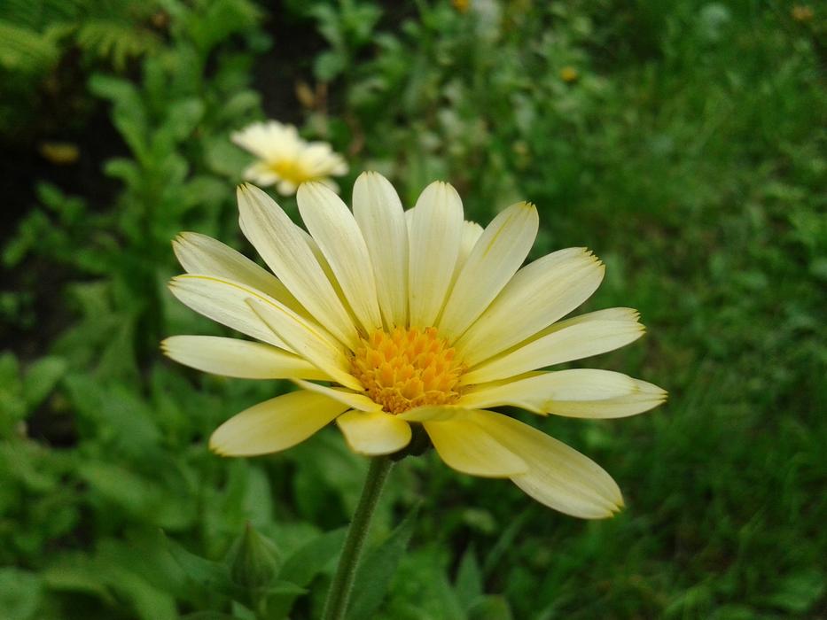 Garden Daisy Flower The Lone