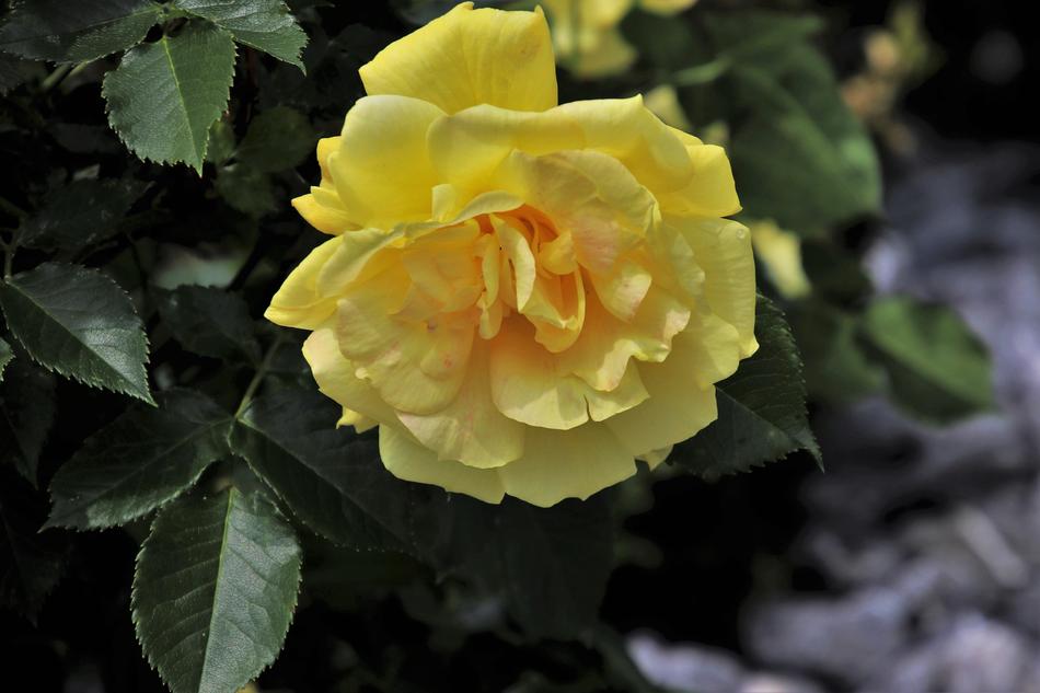 Rose Flower Garden May