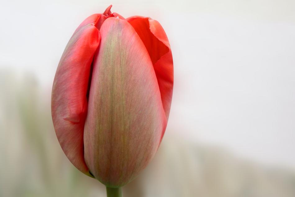 Flower Nature Tulip