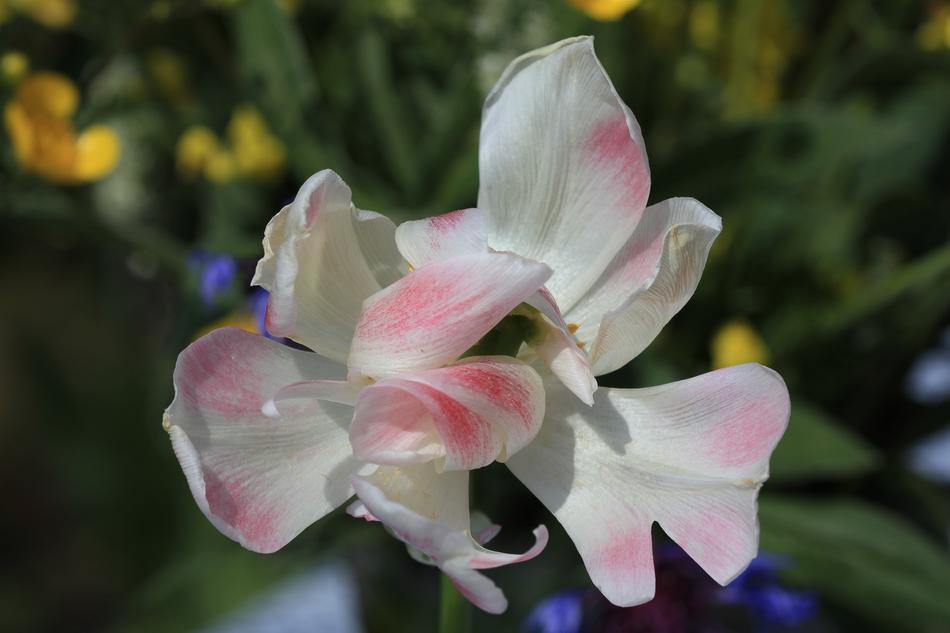 Giant Tulip Bloom Tender Filigree