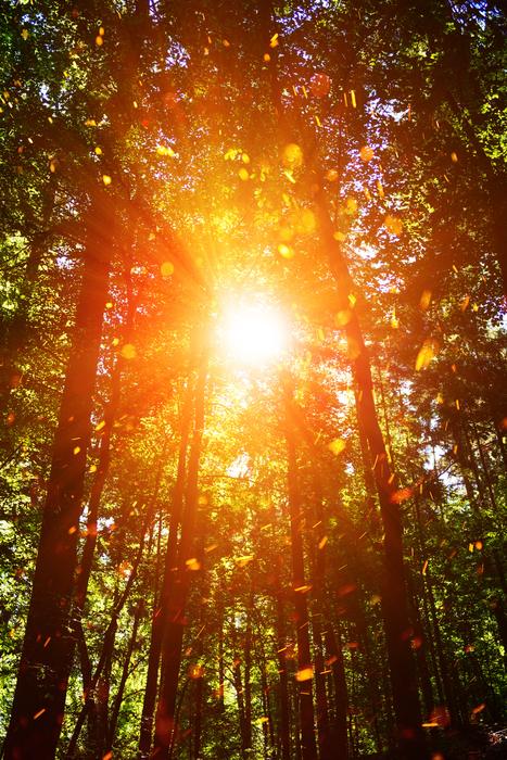Sun Sunshine Bill