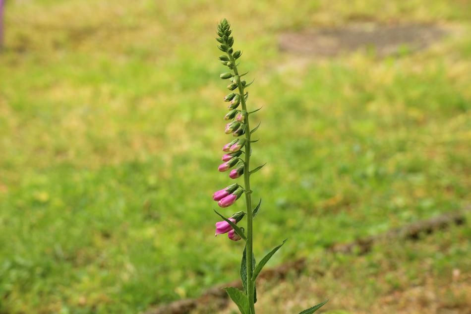 Foxglove Flower Spring macro blur