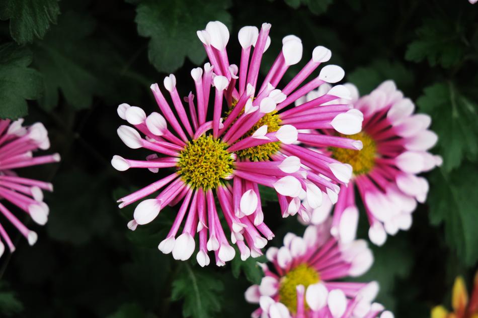 Nature Flower Plant