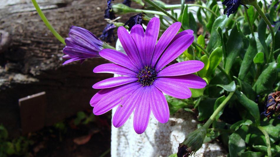 petunia in green grass in a pot