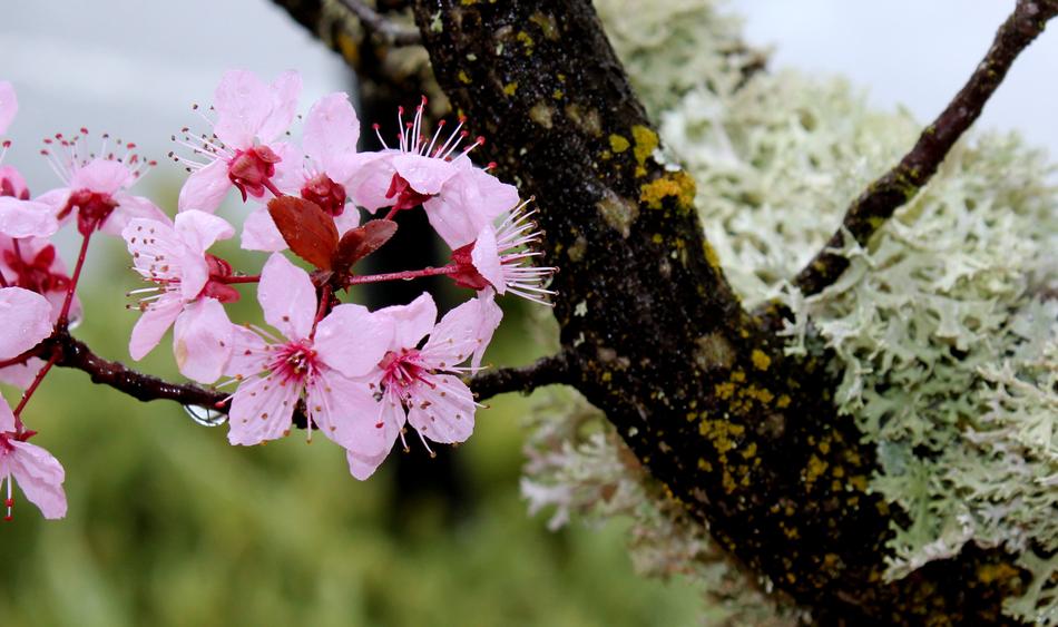 Cherry Flower Branch