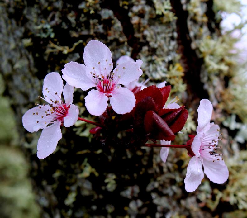 Cherry Flower Branch