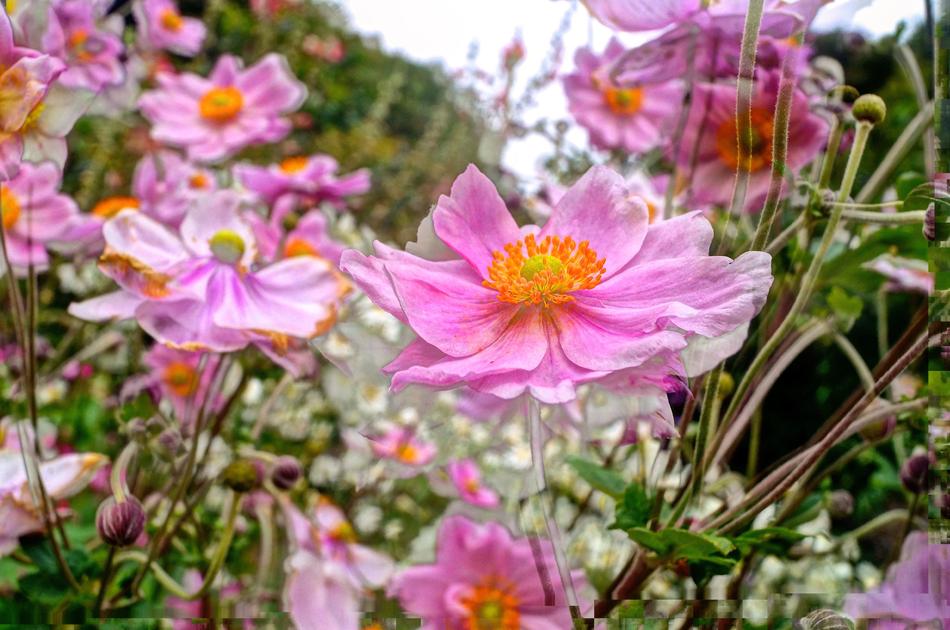 Flower Nature Plant
