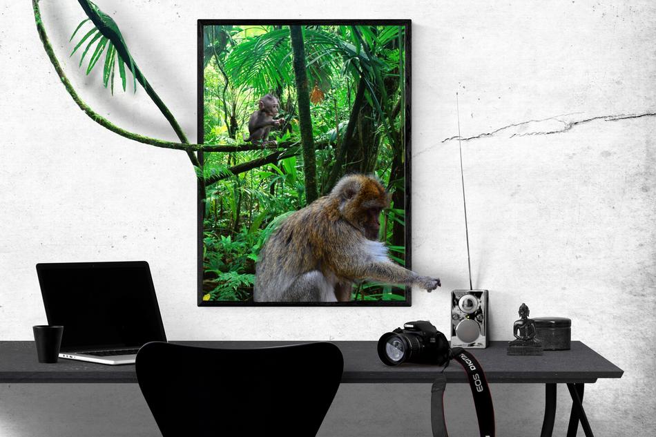funny monkey on the window