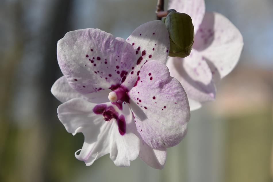 Flower Nature Plant