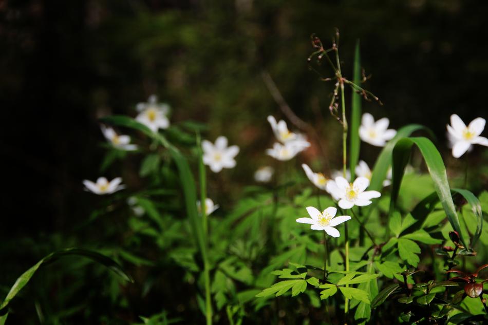 Flower Spring White
