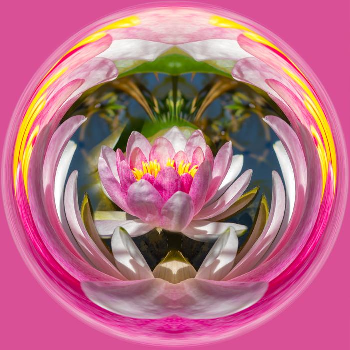 Flower Ornament Color