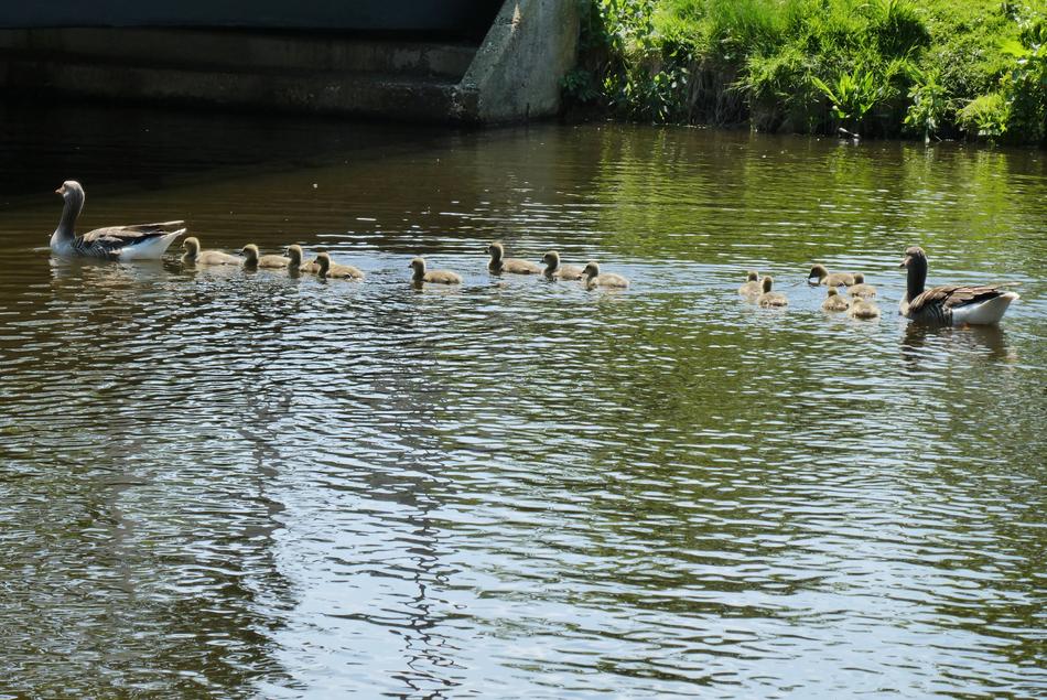 Duck Boy Spring