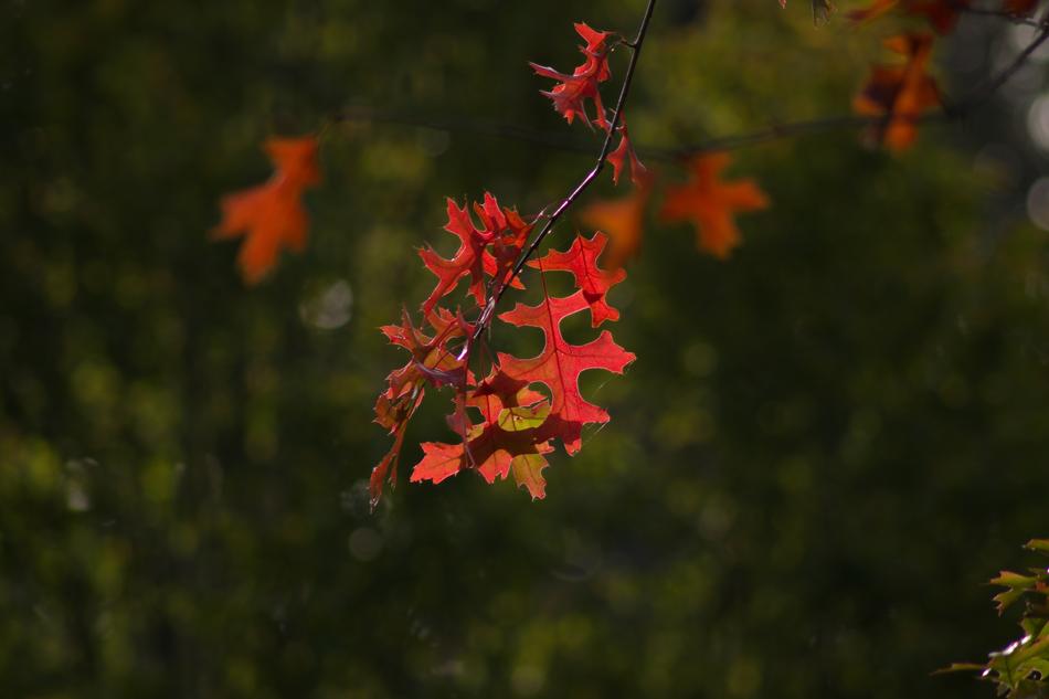 Autumn Colorful Leaves