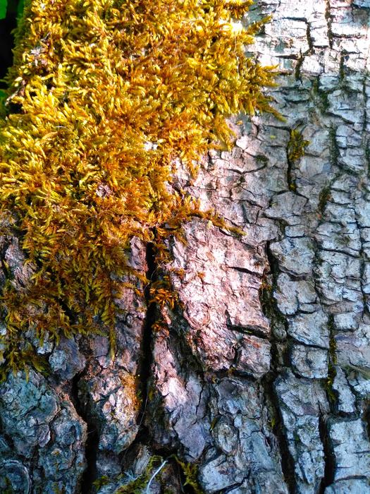 Tree Autumn Leaf
