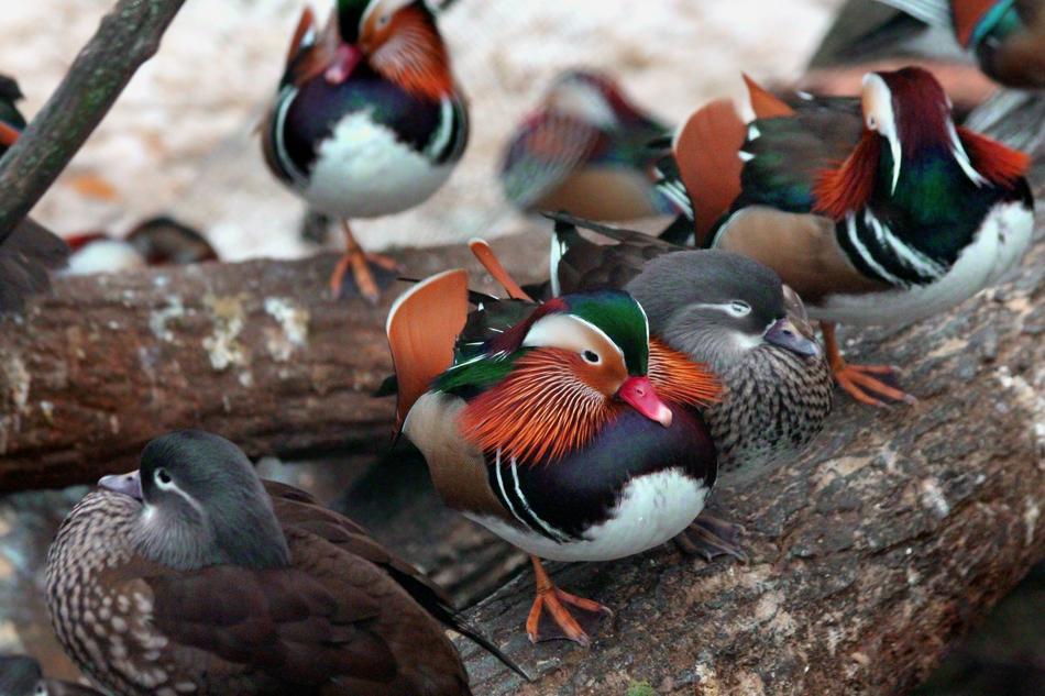 little colored ducks in a tree