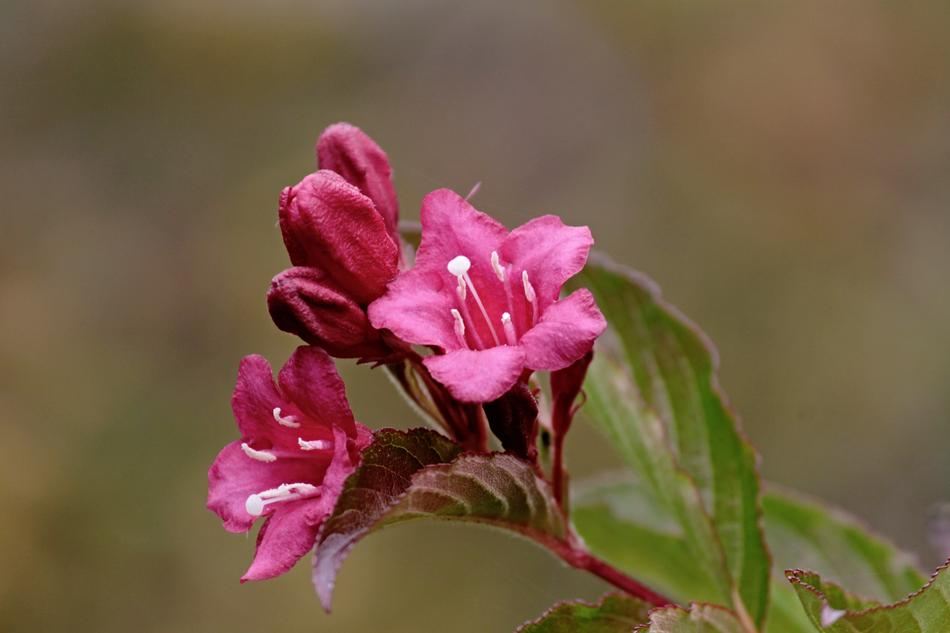 Blossom Bloom Pink