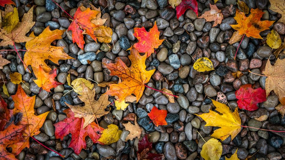Fall Nature Leaf