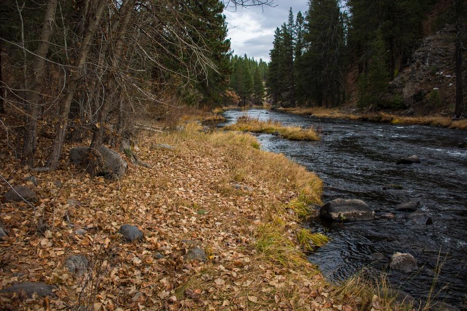 Nature Wood Water