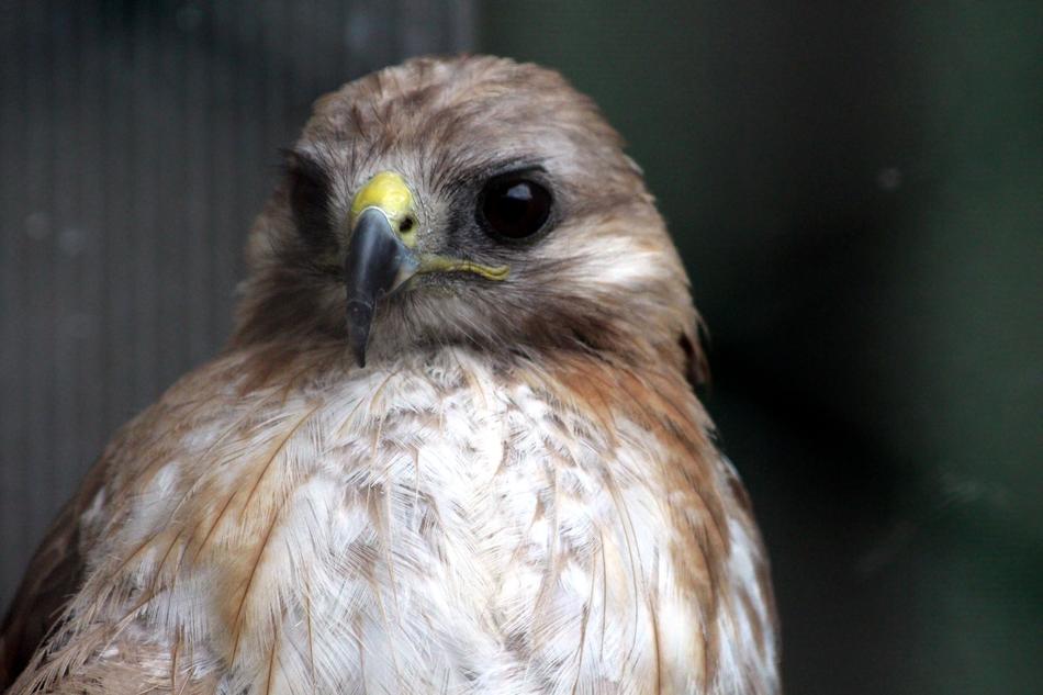 Buzzard Sarich Buteo