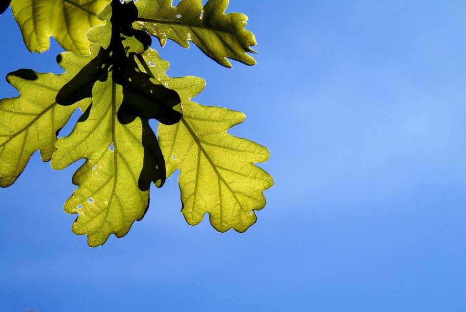 Oak Leaves Tree