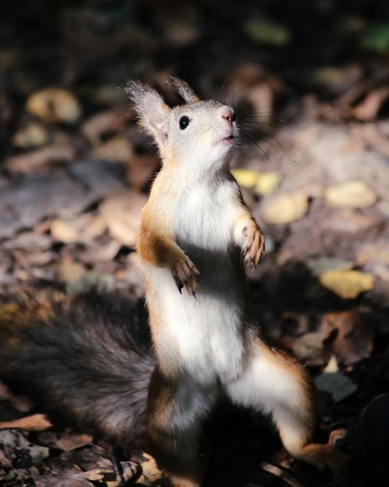 Cute Mammals Living Nature