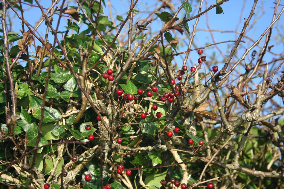 Vegetation Berries Autumn