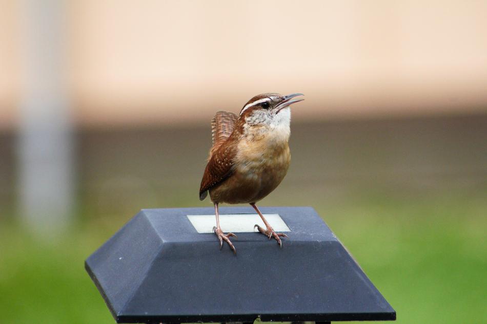 Outdoors Nature Wren