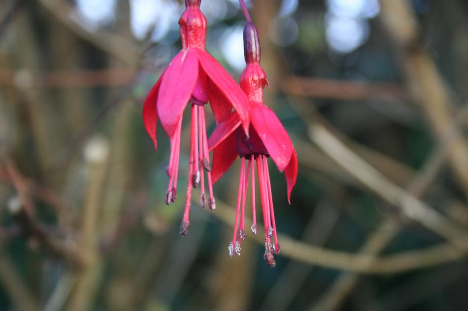 Fuchsia Red Flowers