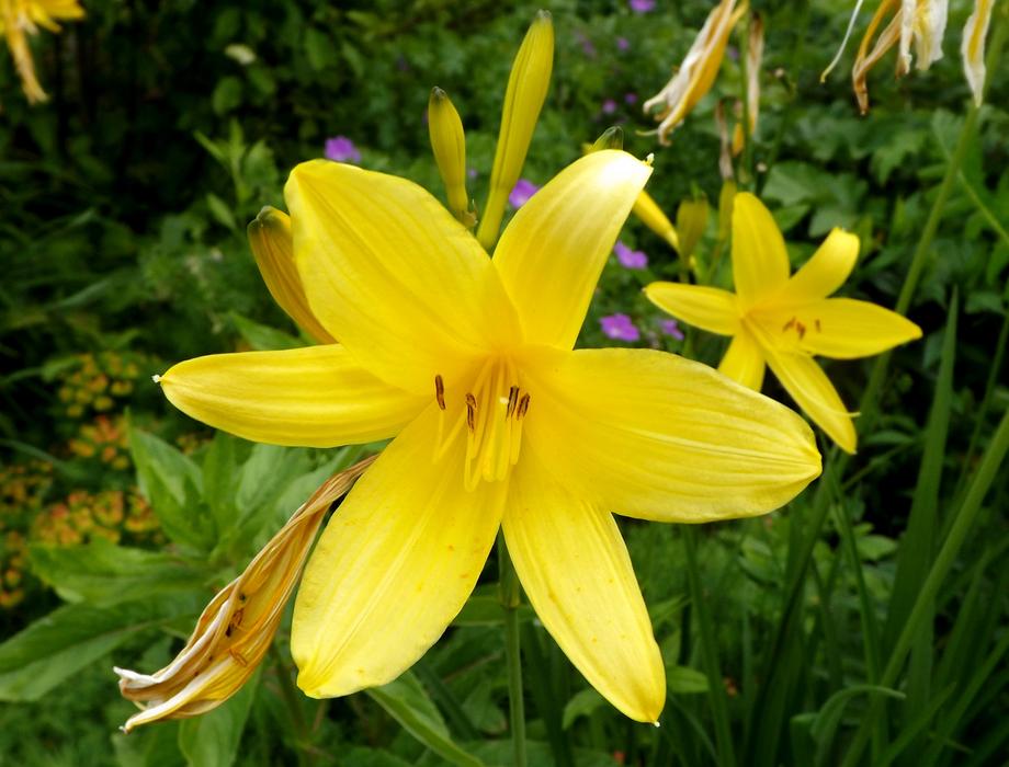 Nature Flower Plant