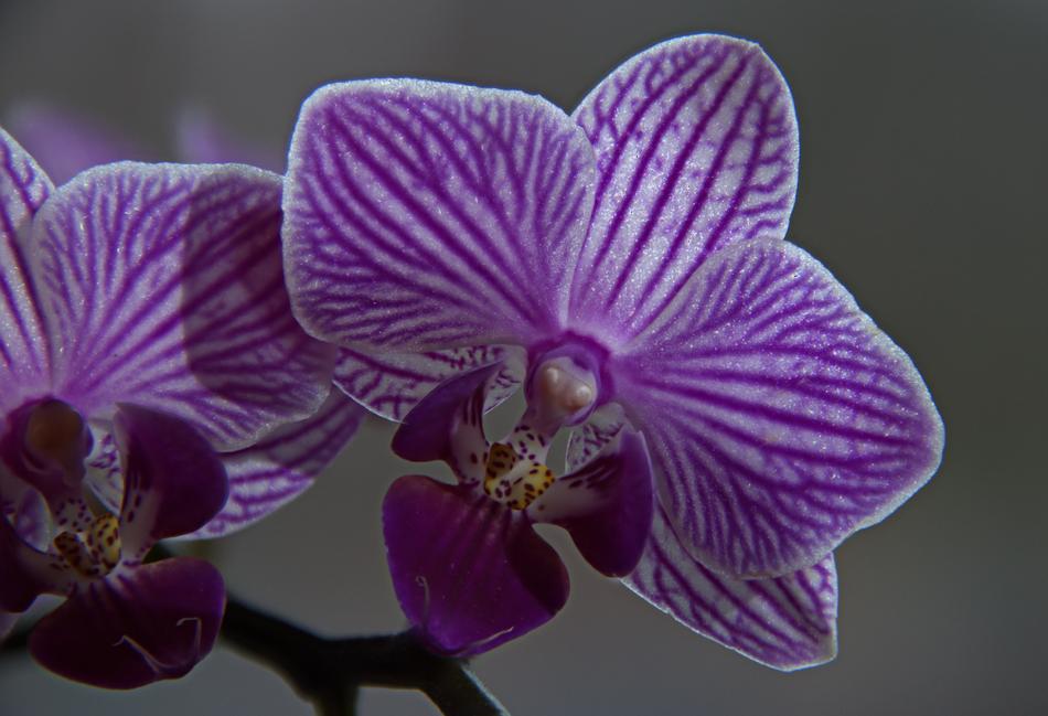 Flower Plant Tropical