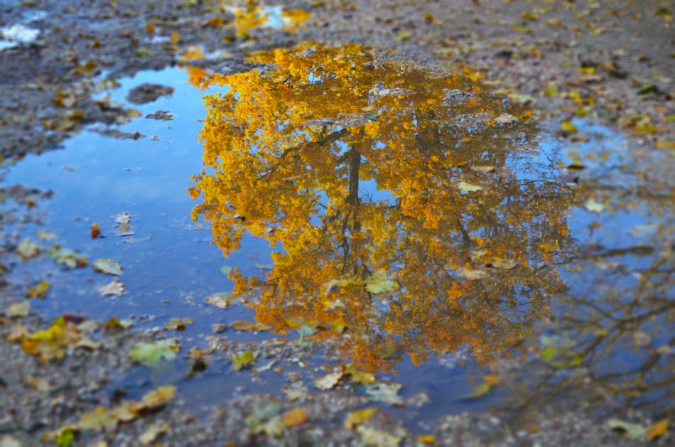 Nature Fall Water