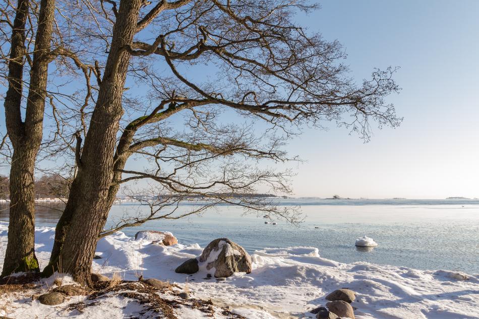 Tree Nature Winter