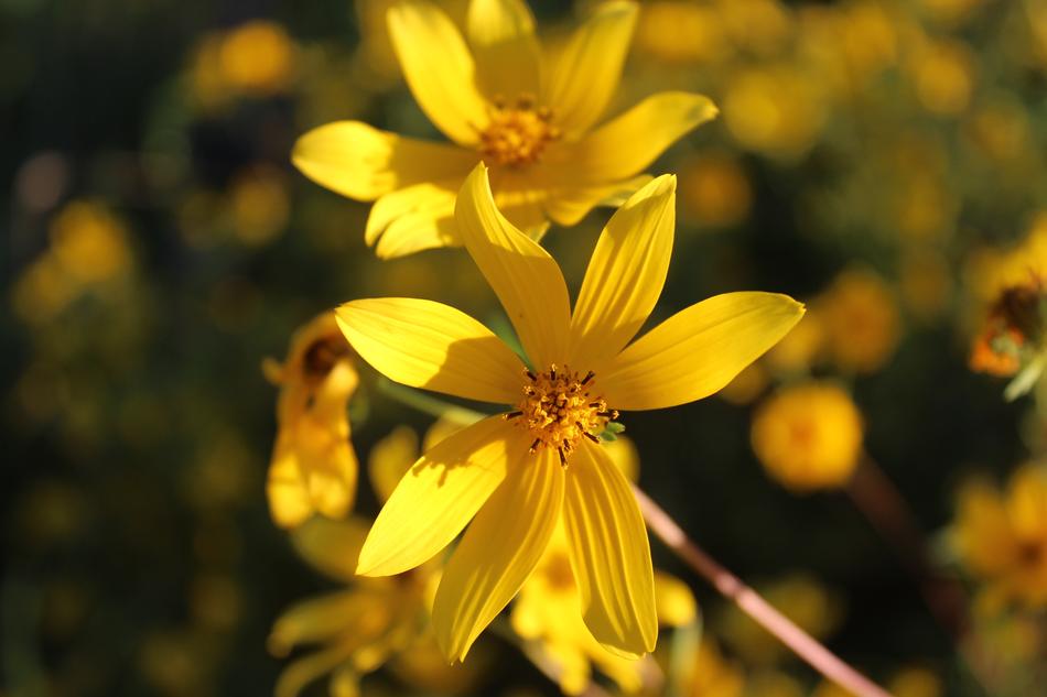 Nature Flower Flora