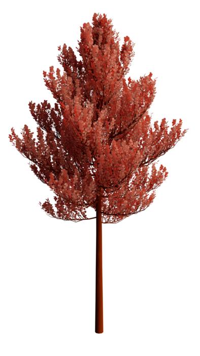 nature tree transparent background