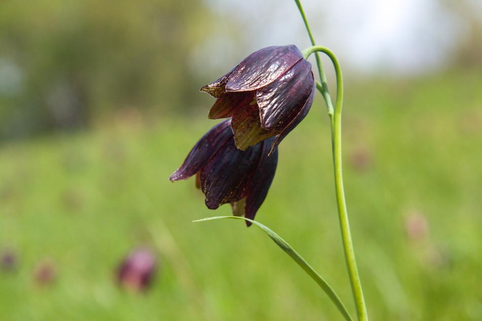 Flower Bell Nature