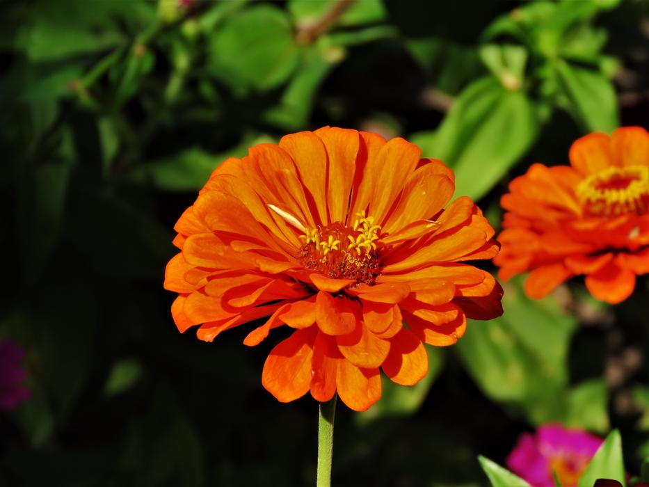 Flower Orange Yellow