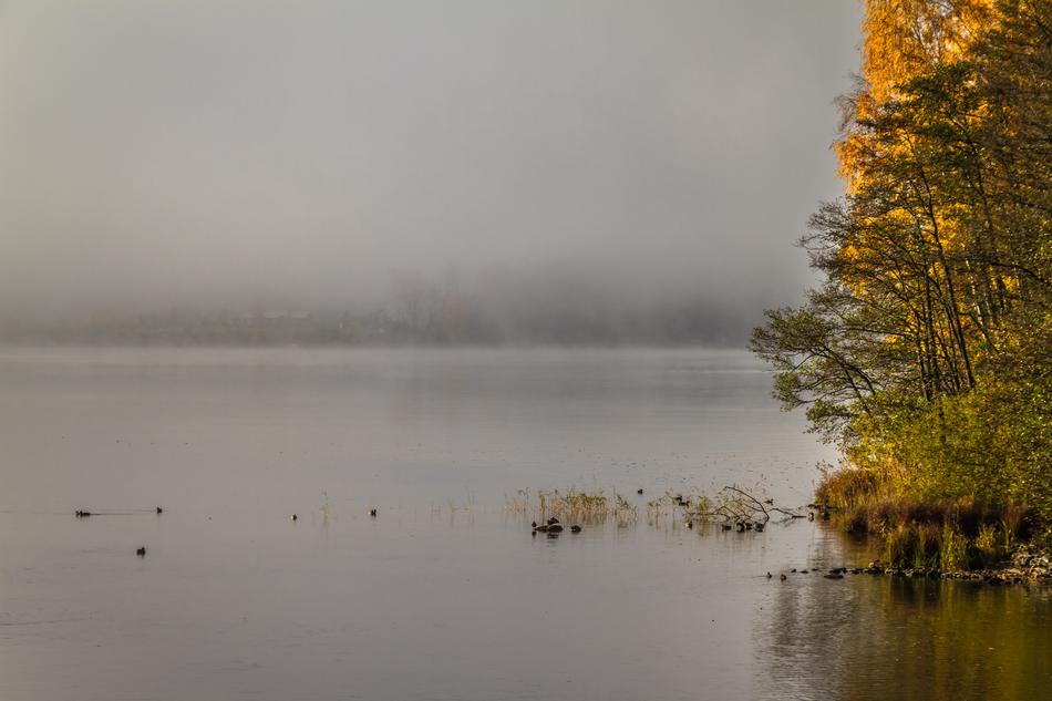 Fog Nature view