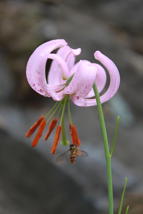 How Do Wildflower Flowers See