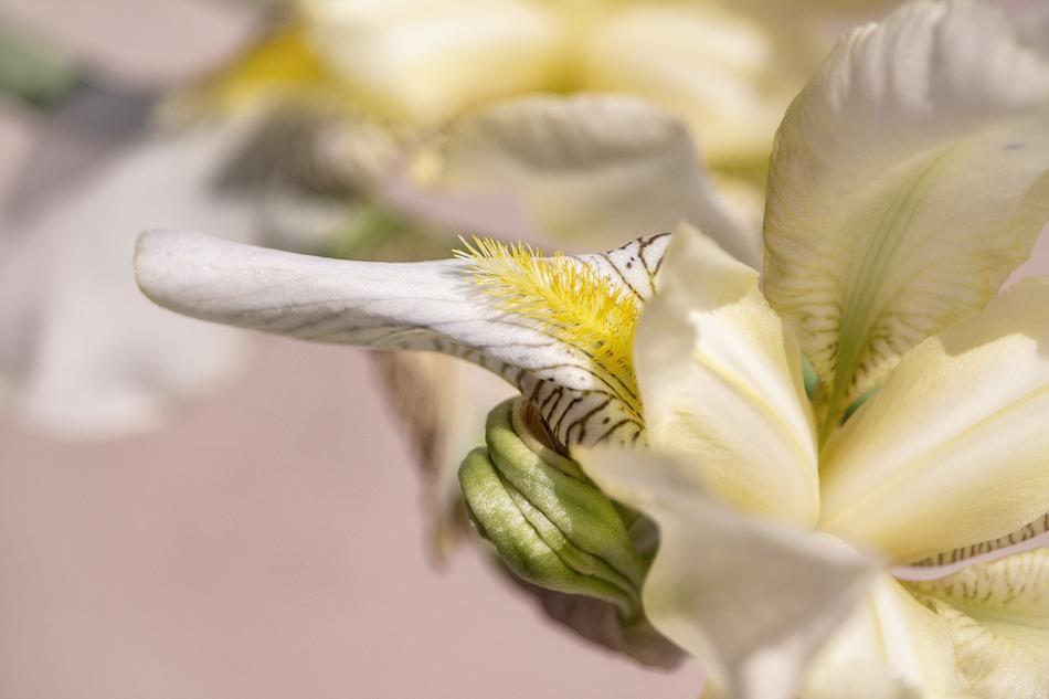 Lily Yellow Blossom