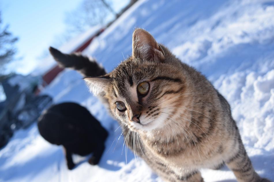 Snow Winter Nature
