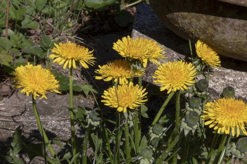 Dandelion Weeds Yellow Flower