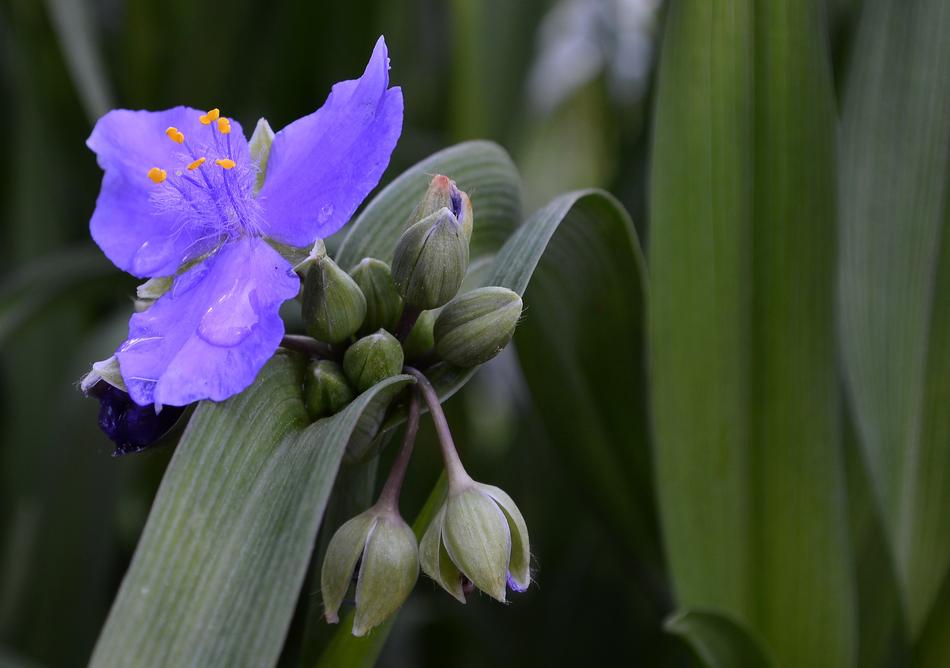 purple flower on a branch