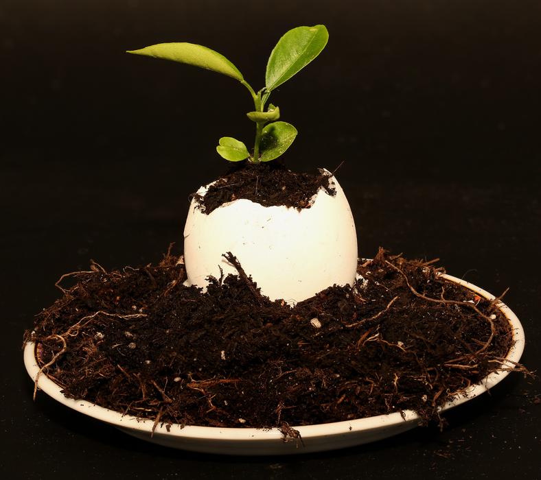 Egg Plant Eggshell