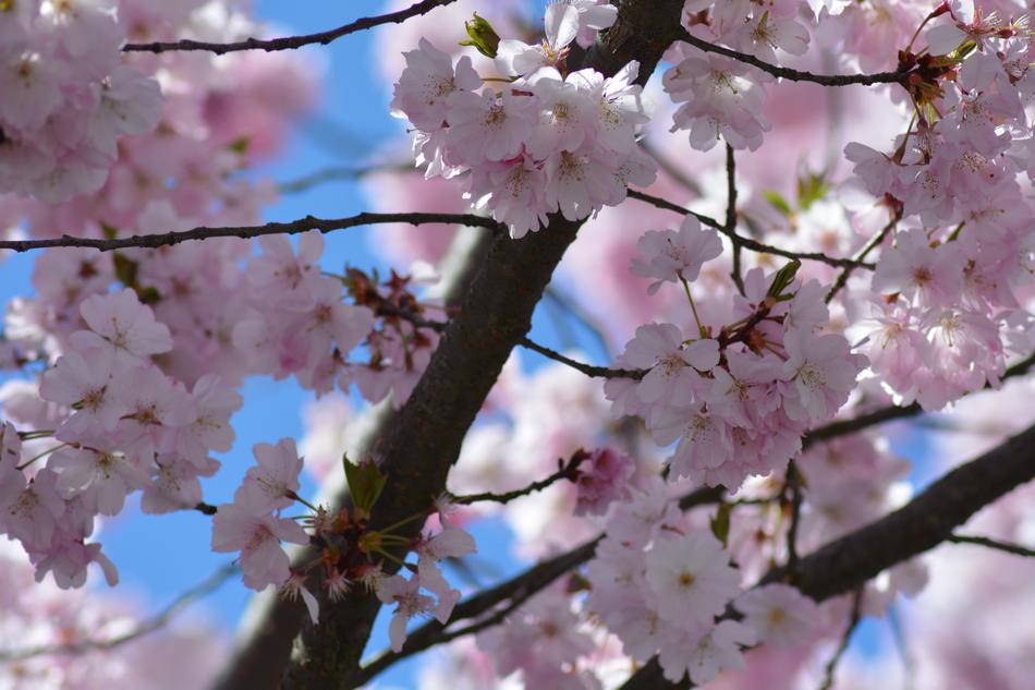 Branch Tree Nature